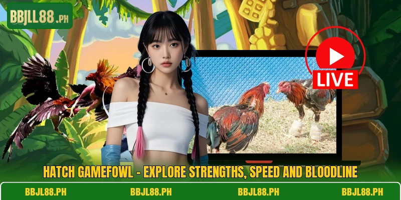 Hatch Gamefowl - Explore Strengths, Speed And Bloodline