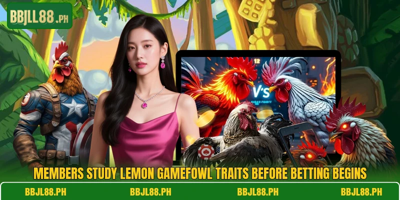 Members study Lemon Gamefowl traits before betting begins