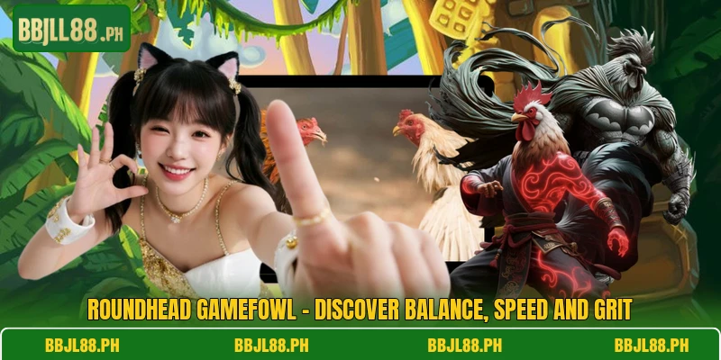 Roundhead Gamefowl - Discover Balance, Speed And Grit