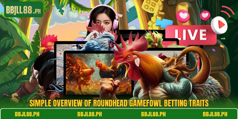 Simple overview of Roundhead Gamefowl betting traits