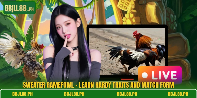 Sweater Gamefowl - Learn Hardy Traits And Match Form
